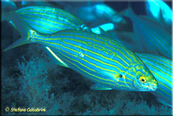 Sarpa salpa  Foto Stefano Calcabrini