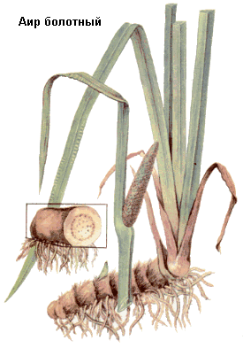 ��� ��������