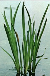 Acorus calamus