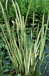 Acorus calamus "Variegatus"