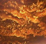 ����� ��� �����������, ���������� 56 ���