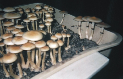Psilocybe mexicana