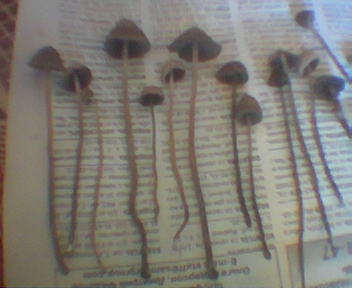 ������ �� �������