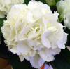 Hydrangea