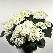Hydrangea