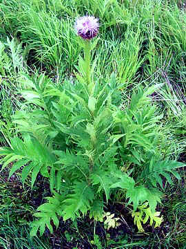 Leuzea (Rhaponticum carthamoides); Photo Nikolay Timofeev (29k)