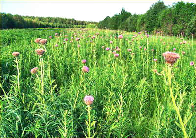 Agropopulations Leuzea (Rhaponticum carthamoides);
   Photo Nikolay Timofeev (31k)