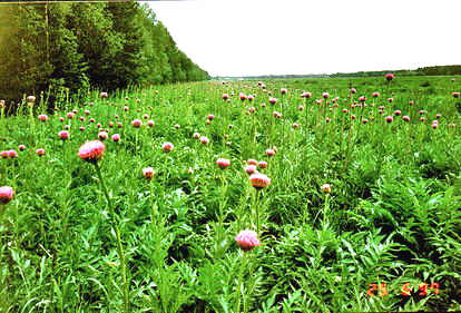 Agropopulations Leuzea (Rhaponticum carthamoides);
   Photo Nikolay Timofeev (32k)
