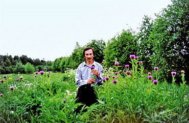 Population Leuzea - Rhaponticum carthamoides (35k);  Photo Tatyana Nikolaevna